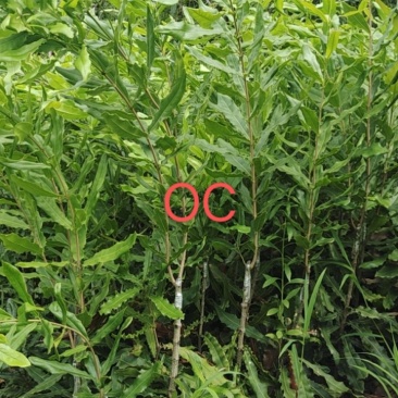夏威夷果苗