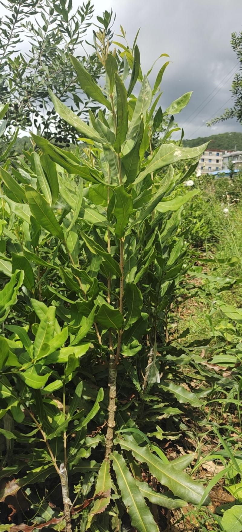 夏威夷果苗