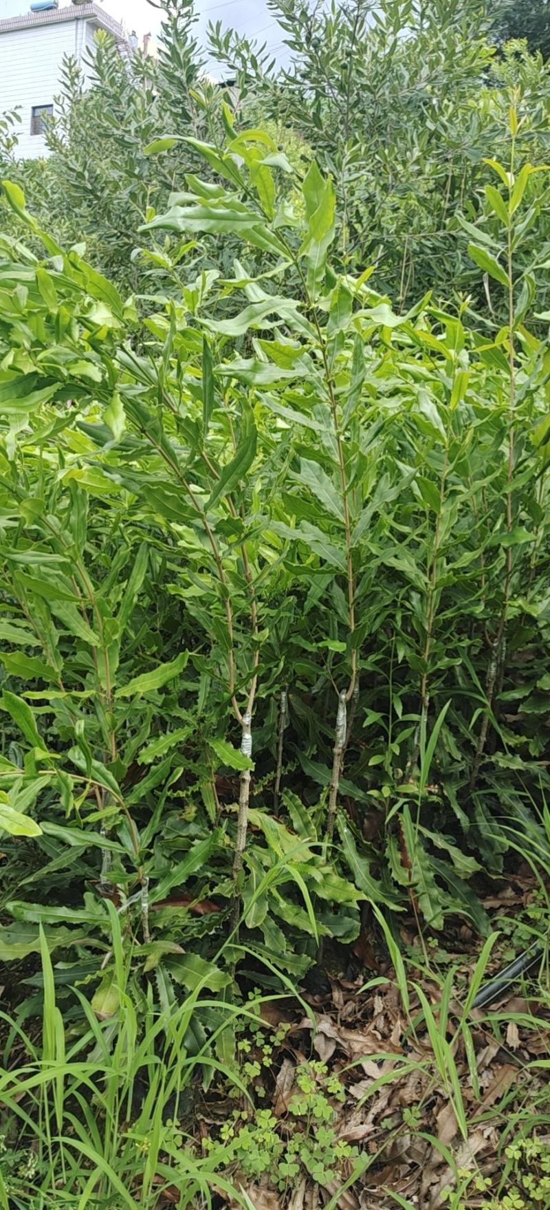 夏威夷果苗