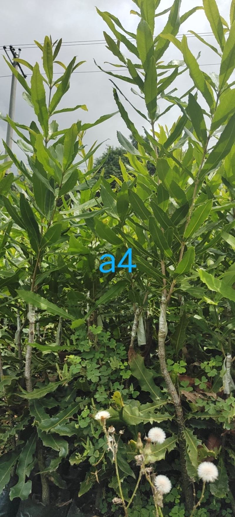 夏威夷果苗