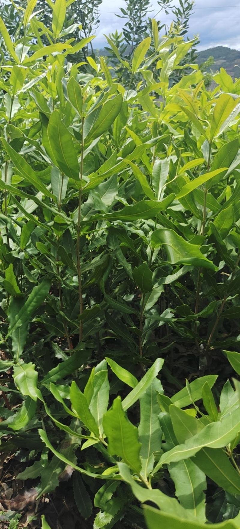 夏威夷果苗