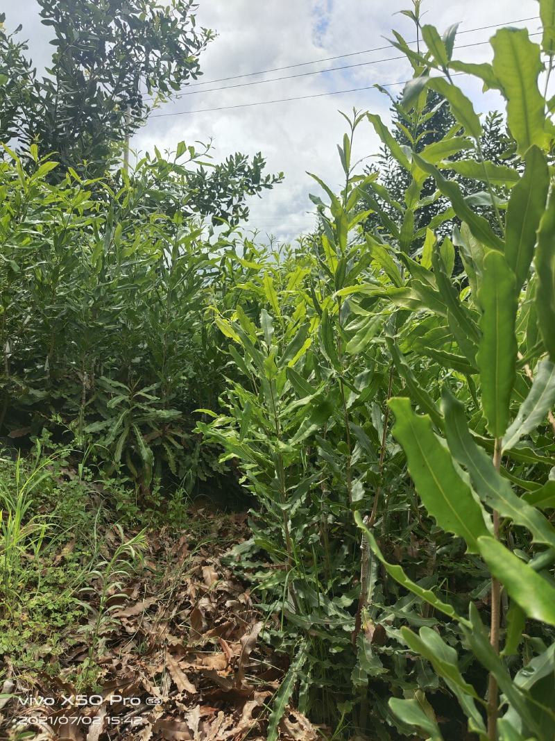 夏威夷果苗