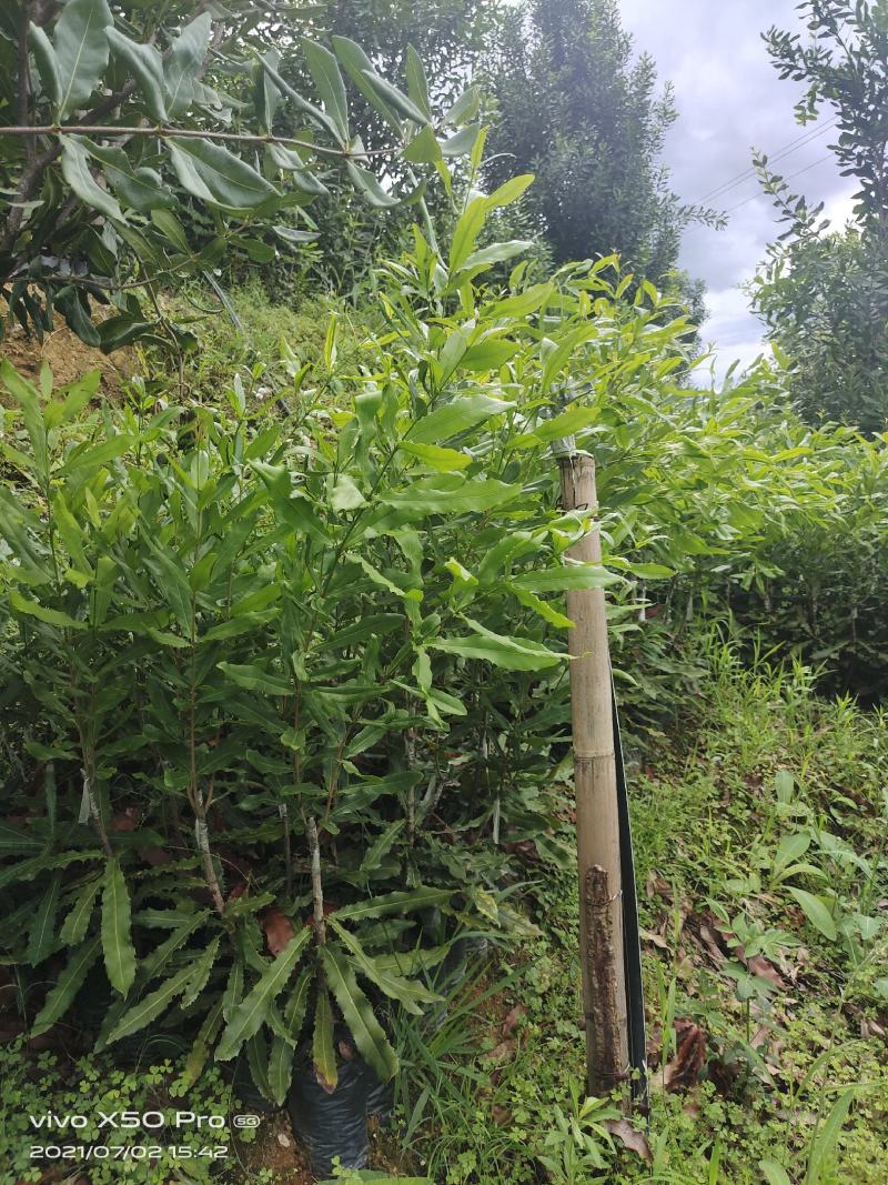 夏威夷果苗