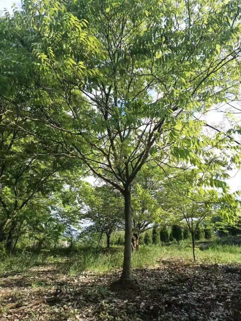 无患子小苗价格无患子小苗基地无患子小苗基地批发