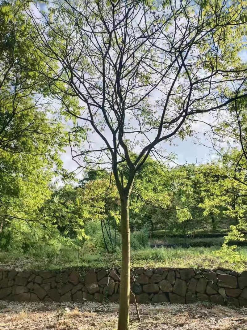 无患子小苗价格无患子小苗基地无患子小苗基地批发