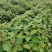 喜树小苗批发1-3公分喜树苗价格喜树小苗种植基本