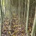 喜树小苗批发1-3公分喜树苗价格喜树小苗种植基本