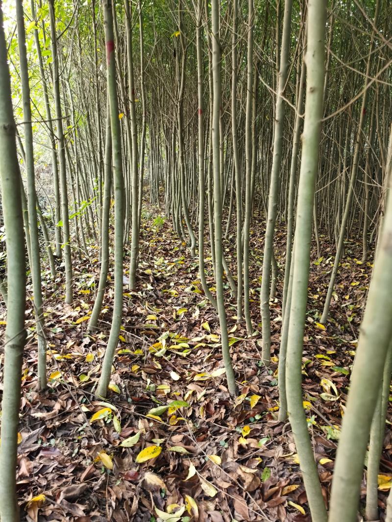 喜树小苗批发1-3公分喜树苗价格喜树小苗种植基本