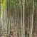喜树小苗批发1-3公分喜树苗价格喜树小苗种植基本