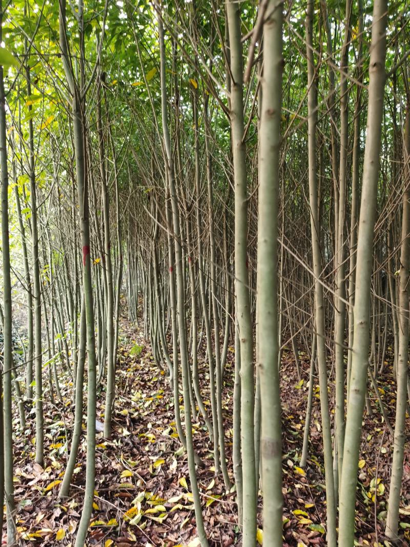 喜树小苗批发1-3公分喜树苗价格喜树小苗种植基本