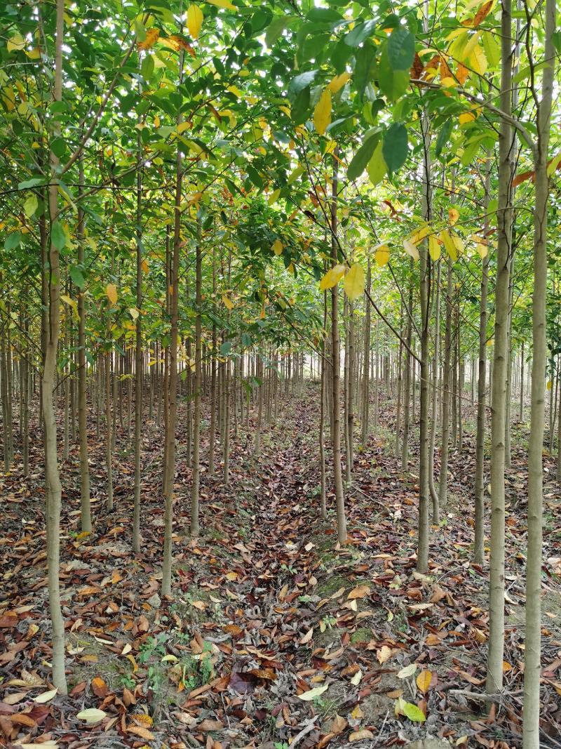 喜树小苗批发1-3公分喜树苗价格喜树小苗种植基本