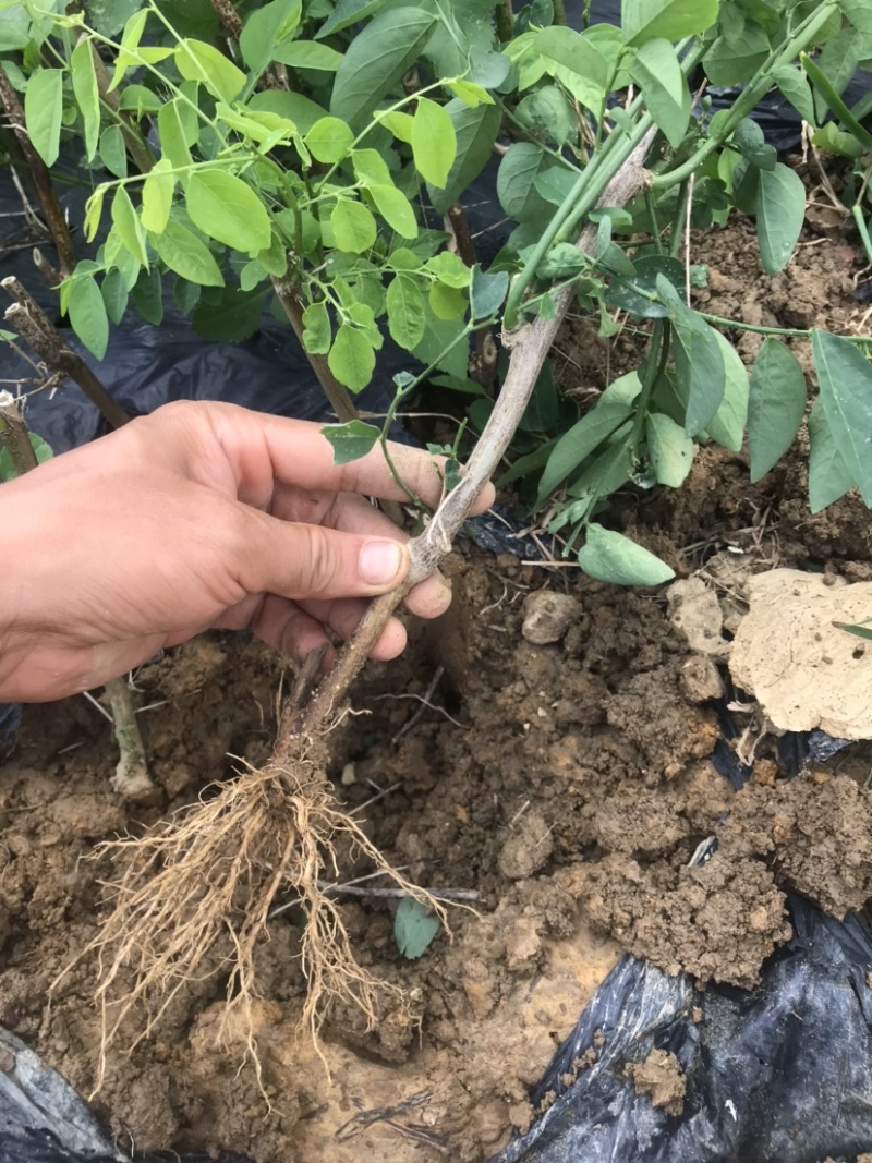 天绿香五指山野菜树籽菜树菜种苗根系发达