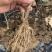 天绿香五指山野菜树籽菜树菜种苗根系发达