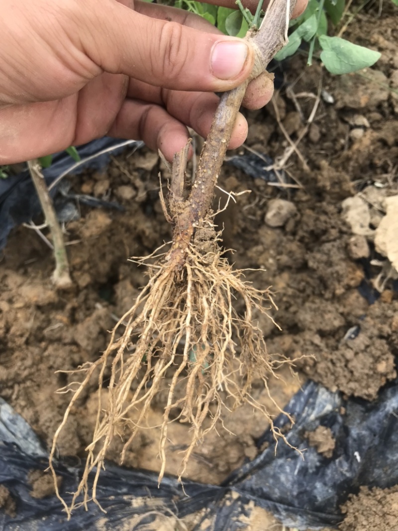 天绿香五指山野菜树籽菜树菜种苗根系发达