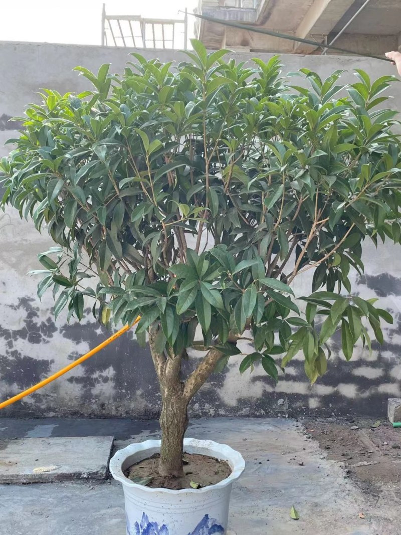 四季桂四季开花，金桂大小苗成活率高量大从优