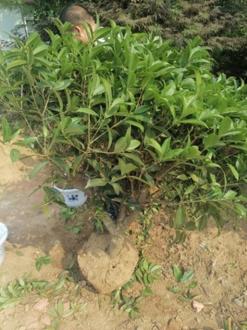 四季桂四季开花，金桂大小苗成活率高量大从优