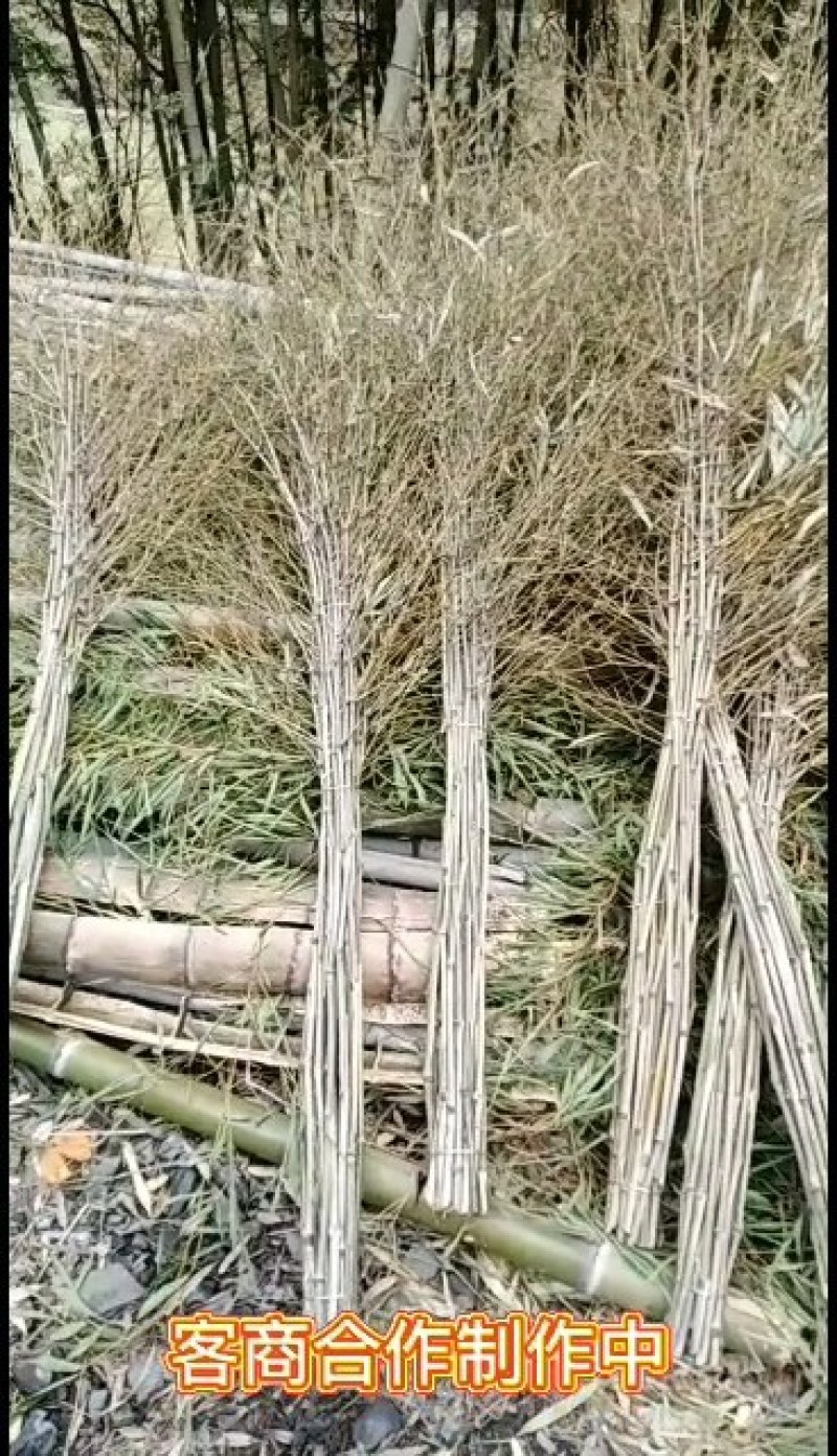 扫帚.竹子.竹叶量大优惠、货源充足，价格低廉。
