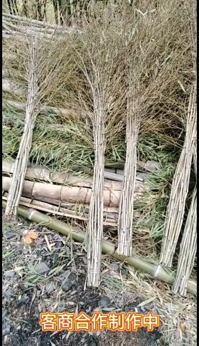 扫帚.竹子.竹叶量大优惠、货源充足，价格低廉。