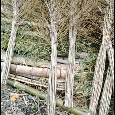 扫帚.竹子.竹叶量大优惠、货源充足,价格低廉。