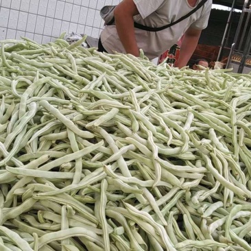 白条豆角20厘米以上