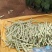 白条豆角20厘米以上