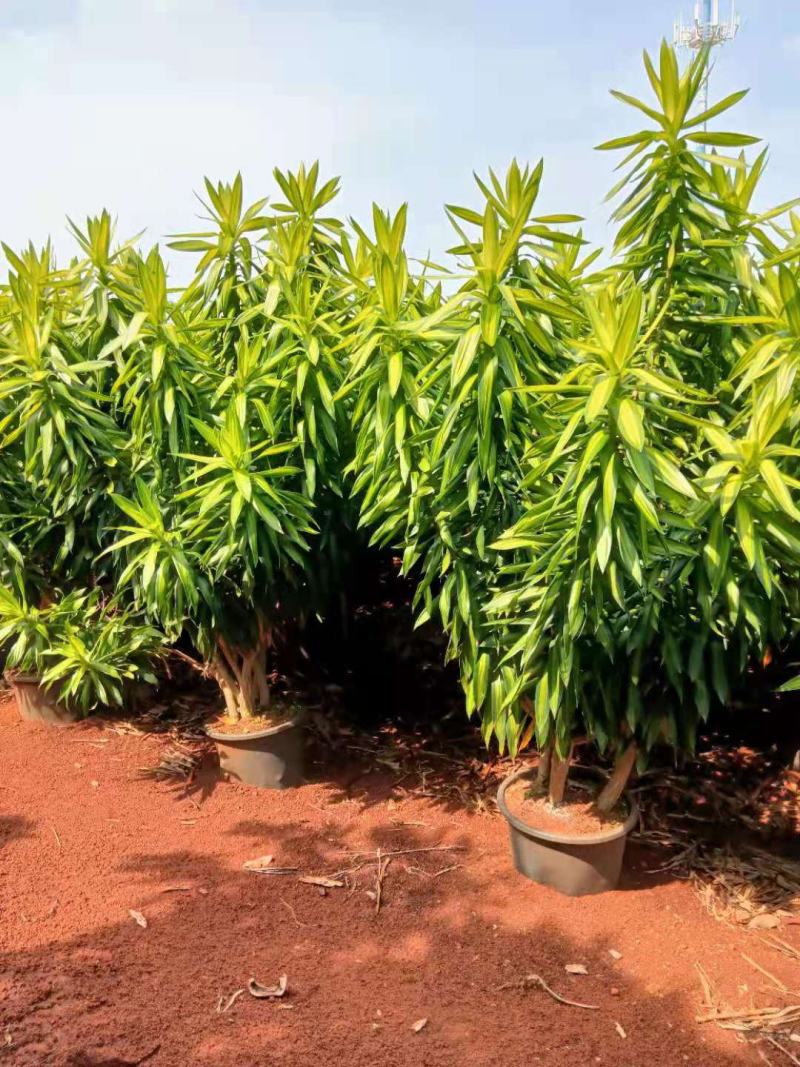 大量现货