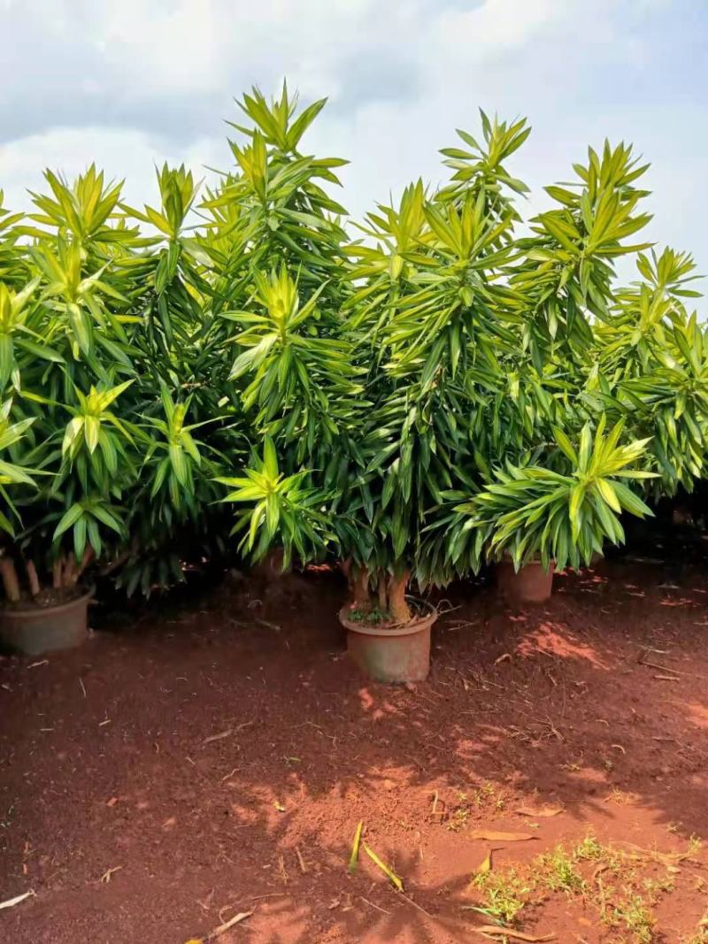 大量现货