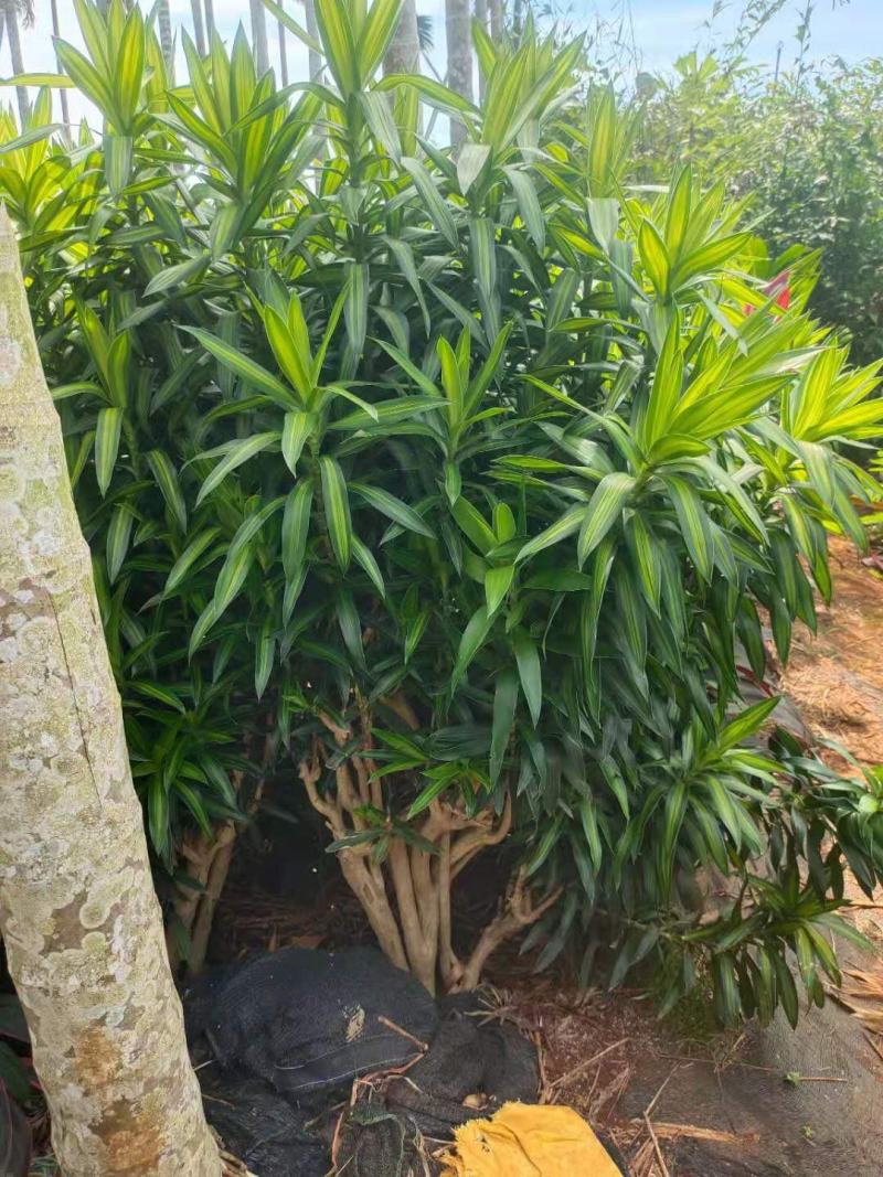 大量现货