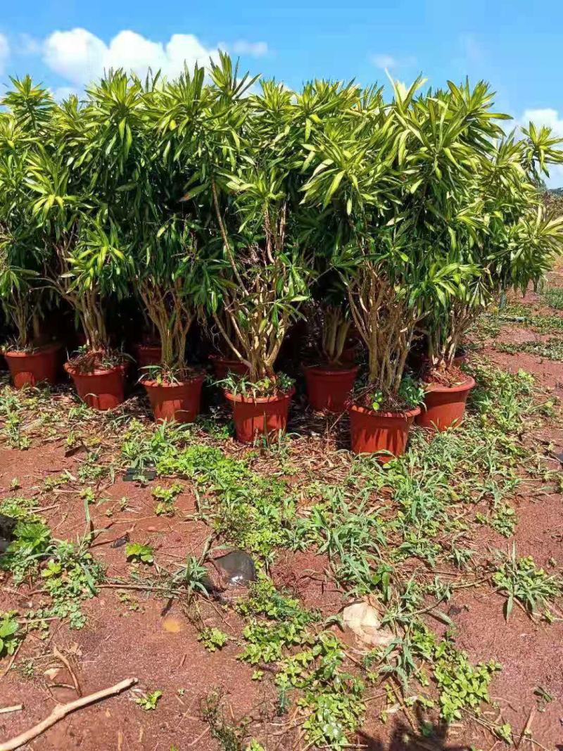 大量现货