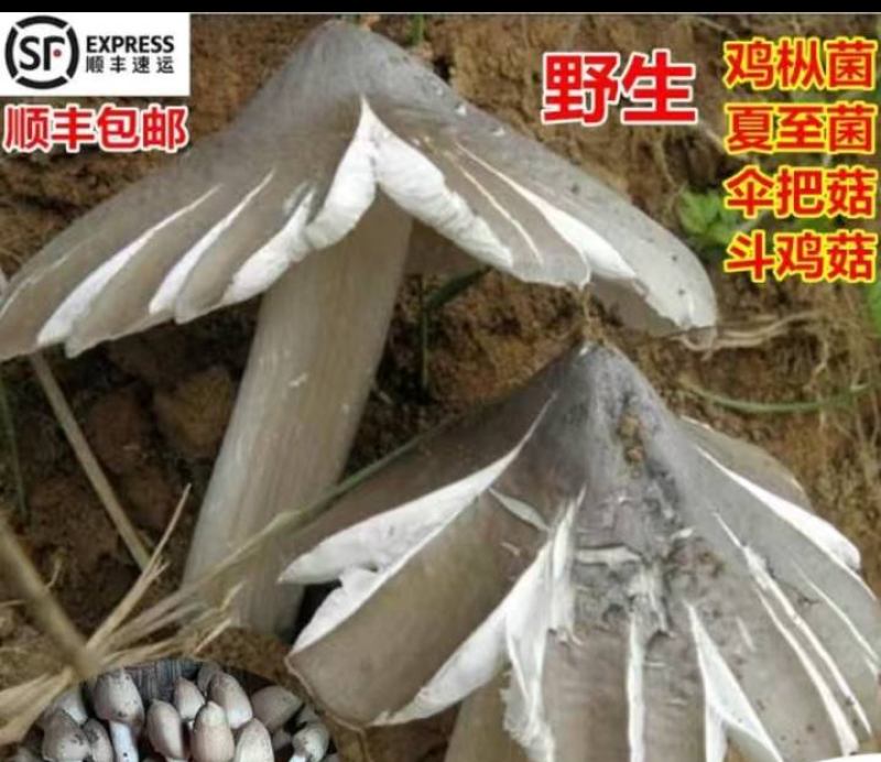 云南文山新鲜野生菌，食用菌