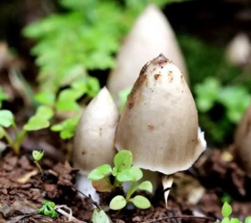 云南文山新鲜野生菌，食用菌