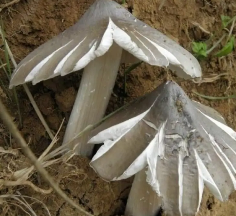 云南文山新鲜野生菌，食用菌