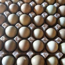 【新鲜直达】山东德州山鸡蛋现货现发常年供货欢迎咨询