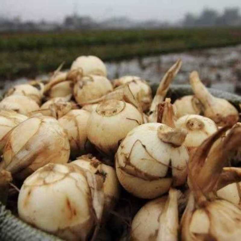 云南现挖特大号白茨菇新鲜白茨菇白马蹄新鲜蔬菜茨菰粉糯慈姑