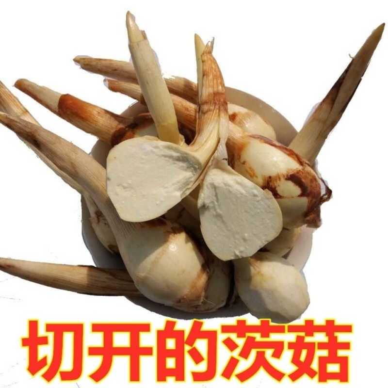云南现挖特大号白茨菇新鲜白茨菇白马蹄新鲜蔬菜茨菰粉糯慈姑