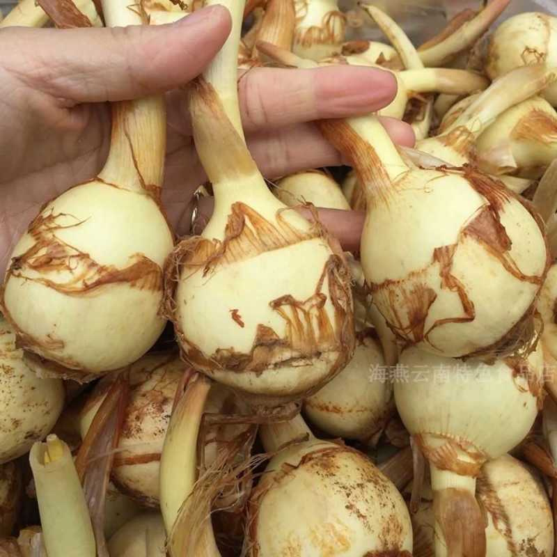 云南现挖特大号白茨菇新鲜白茨菇白马蹄新鲜蔬菜茨菰粉糯慈姑