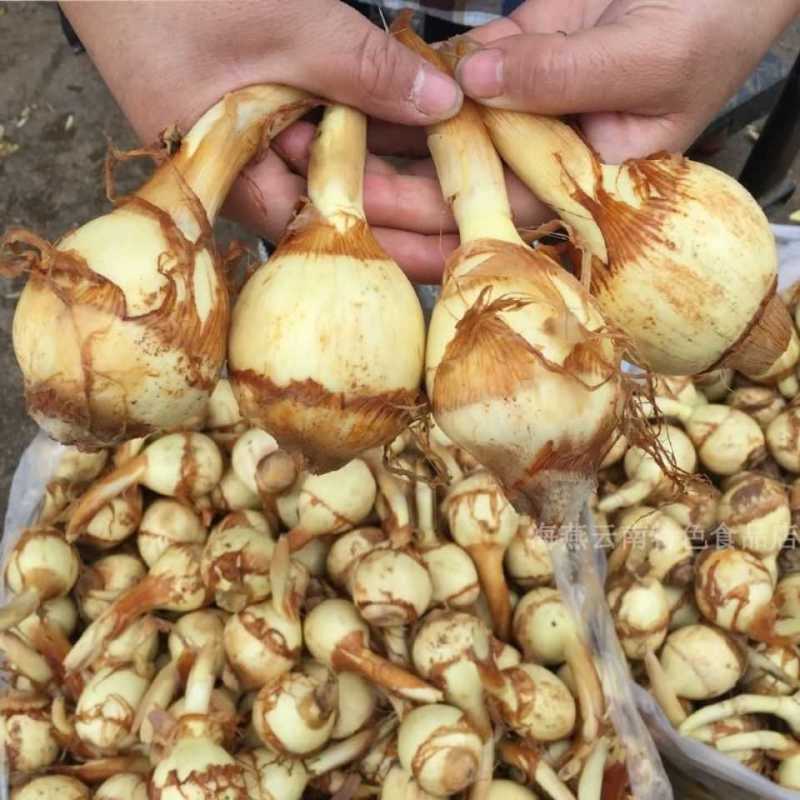 云南现挖特大号白茨菇新鲜白茨菇白马蹄新鲜蔬菜茨菰粉糯慈姑