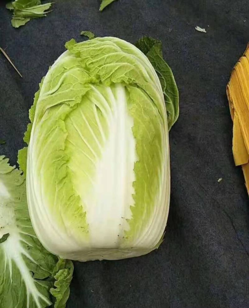 优质黄心白菜净菜4.5.6，产地直销，品质保证，欢迎选购