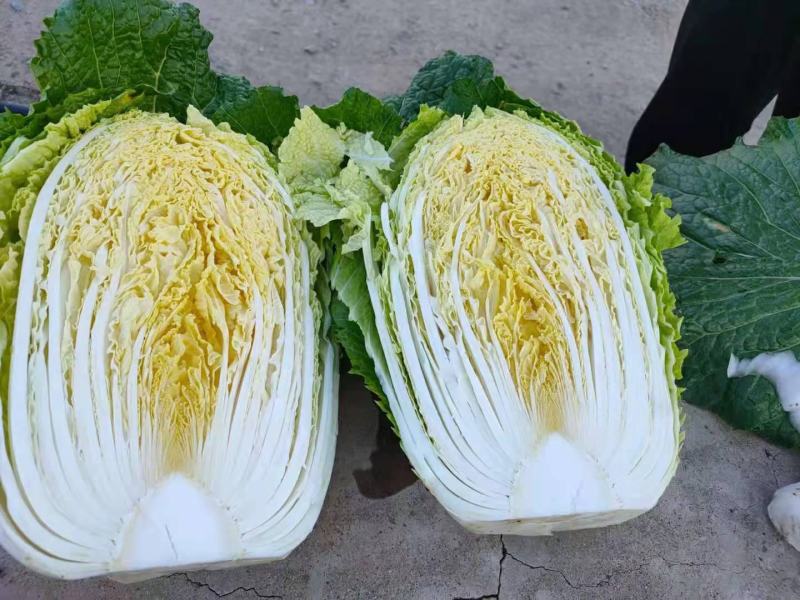 优质黄心白菜净菜4.5.6，产地直销，品质保证，欢迎选购