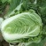 优质黄心白菜净菜4.5.6，产地直销，品质保证，欢迎选购