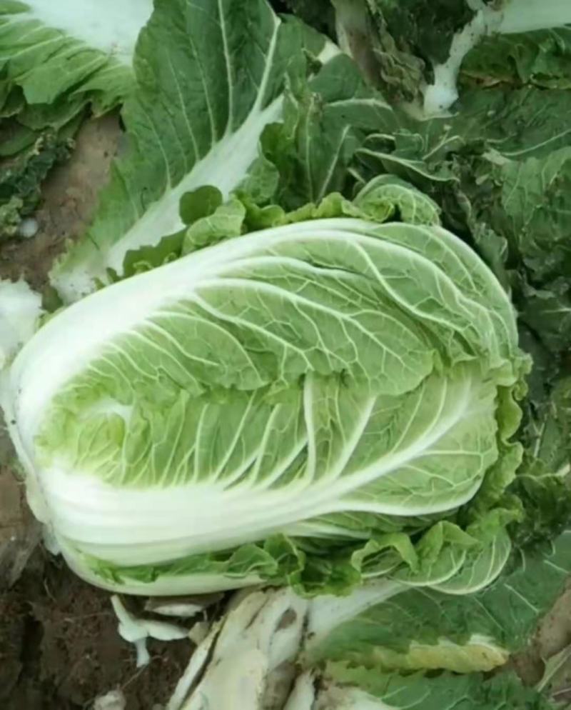 优质黄心白菜净菜4.5.6，产地直销，品质保证，欢迎选购