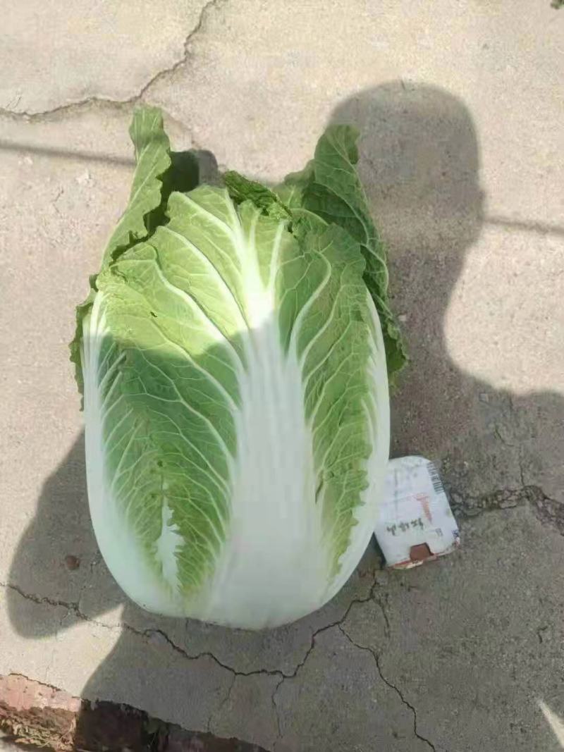 优质黄心白菜净菜4.5.6，产地直销，品质保证，欢迎选购