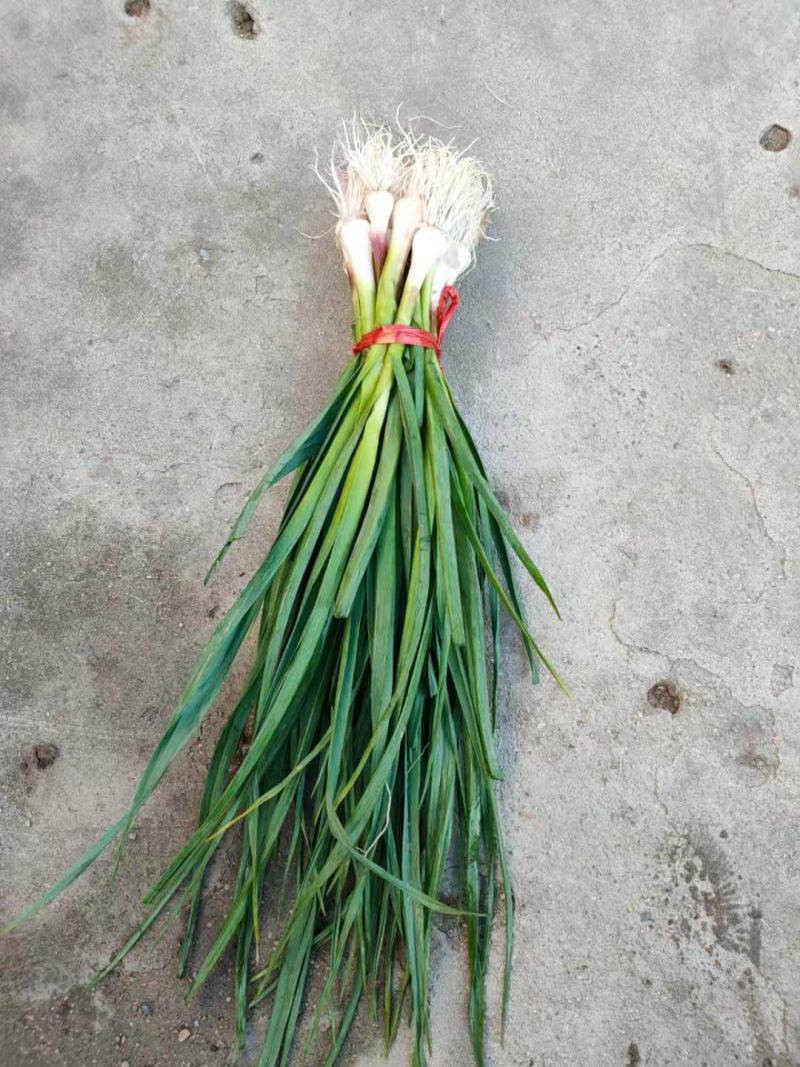 吉林精品蒜苗，东北一点红蒜苗，大量上市，品质保证，可视频