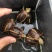 血红安缘，乌龟，可养殖把玩，货优量足欢迎电话联系