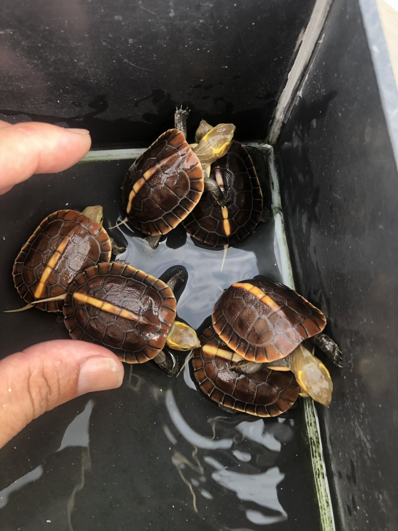 血红安缘，乌龟，可养殖把玩，货优量足欢迎电话联系