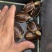 血红安缘，乌龟，可养殖把玩，货优量足欢迎电话联系
