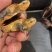 血红安缘，乌龟，可养殖把玩，货优量足欢迎电话联系