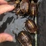 血红安缘，乌龟，可养殖把玩，货优量足欢迎电话联系