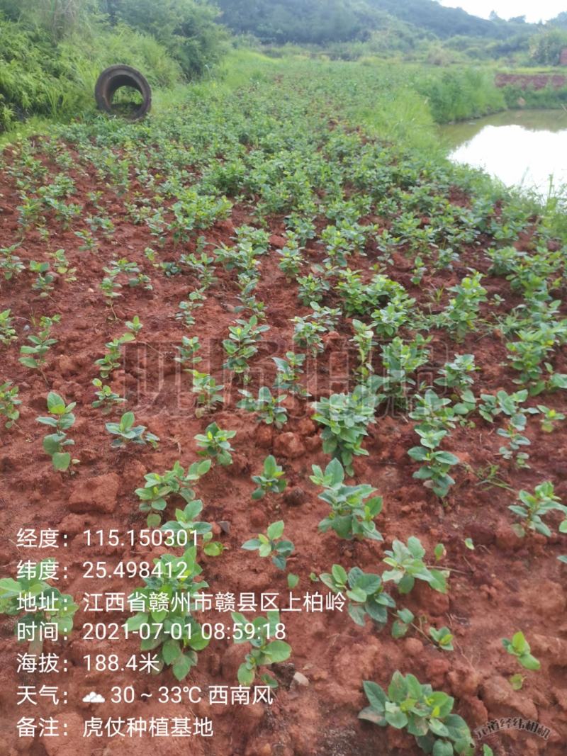 虎杖苗，自家育苗基地，提供种植技术，保证成活率。