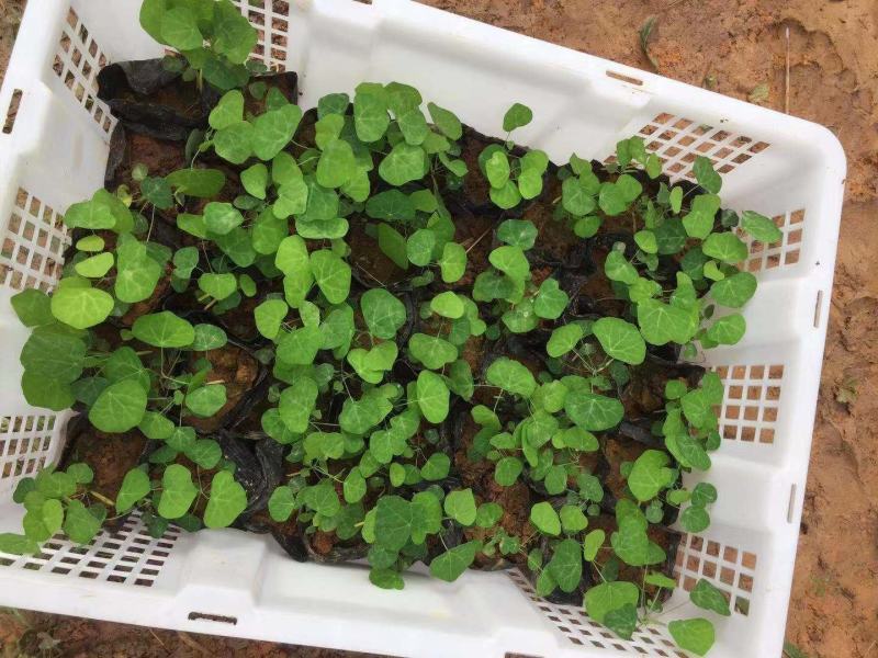 粉防己苗，杯苗和裸苗都有，自家育苗基地，保证成活率。